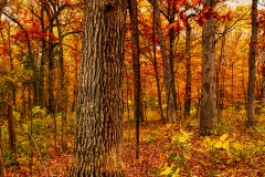 Autumn in Chicago - Elk Grove Village, IL