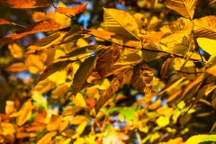 Colors of October -