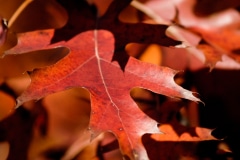 Crimson Leaf - Lake Villa, IL