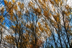Fingers of Autumn - Lindenhurst, IL