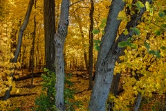 Forest of Gold - Libertyville, IL