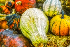 Harvest Color -Glencoe, IL