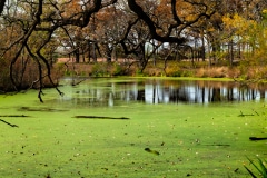 Hidden Algae - Barrington, IL.