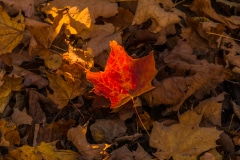 I'm a Minority - Elk Grove Village, IL.