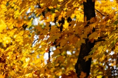 Leaves of Serenity - Sheboygan, WI