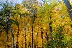 Lofty Trees of Gold - Libertyville, IL