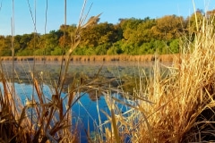 Morning Radiance - Lake Villa, IL