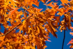 Orange and Blue - Sheboygan, WI