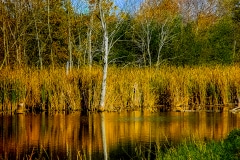 Pond of Gold - Lake Villa IL.