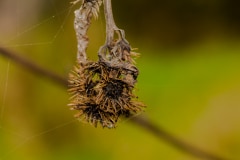Web Beginning - Old Mill Creek, IL