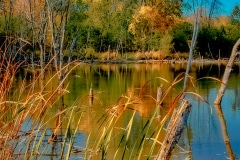 Wetlands Siesta - Lake Villa, IL.