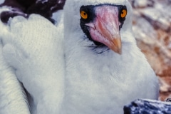 I'm Looking for Tonto - Galapagos Islands