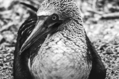 My New Home- Galapagos Islands