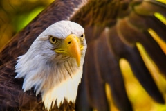 The Eye of Freedom - Northern IL