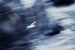 The Sound Barrier - Galapagos Islands