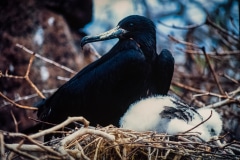 A Watchful Eye - Galapagos Islands