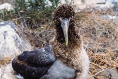 Baby Gooney - Galapagos Islands