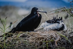 Being a Mother - Galapagos Islands