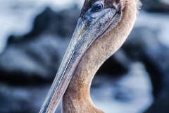 Big-Mouth -Galapagos Islands