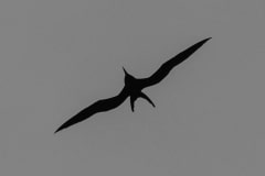 Blackbird - Galapagos Islands