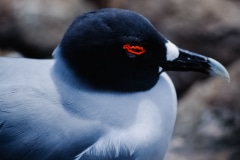Eyelashes of Red - Galapagos Islands