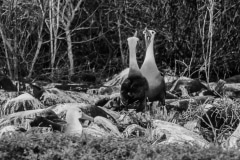 Gooney Bird Duet - Galapagos Islands
