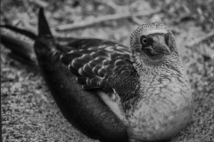 Hi There  - Galapagos Islands