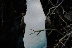 Just Standing Around - Galapagos Islands