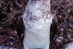 Lets Hang Out - Galapagos Islands