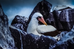 On My Throne - Galapagos Islands