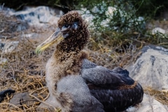 Please Hatch - Galapagos  Islands.