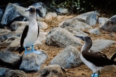 Stop Looking at Her - Galapagos Islands