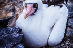 Vivid Eyes - Galapagos Islands