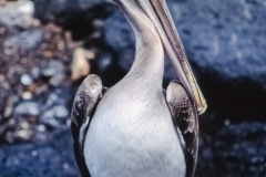 Who's Behind Me - Galapagos Islands