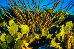 Cactus Glimmer - Oro Valley, AZ.