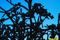 Cactus Sunset- Oro Valley, AZ.