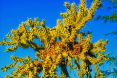 Desert Life- Oro Valley AZ