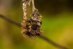 Beginning of a Web - Old Mill Creek, IL.