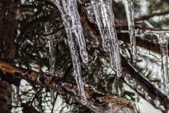 Branches of Ice - Olympic N.P,  WA.
