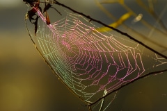Colors of a Web - Lindenhurst, IL.