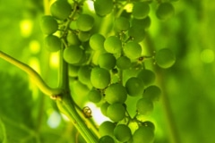 Dreams of a Wino -  Ogden Botanical Gardens, Ogden, UT.