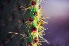Cactus at Sundown - Carefree, AZ.