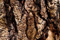 California Bark - Yosemite N.P. CA.