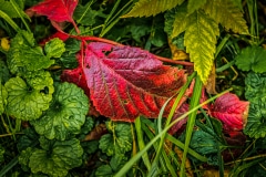 Change of Color - Lake Villa, IL.
