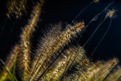 Details in Grass - Glencoe, IL.