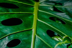 Holy Leaf - Hawaii, HI.