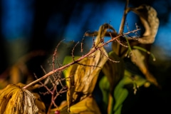 Naked Branch - Glencoe, IL.