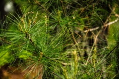 Needles of Green - Devils Lake, WI.