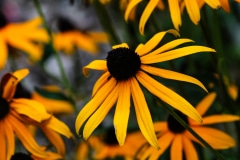 Petals of Yellow - Burtrum, MN.