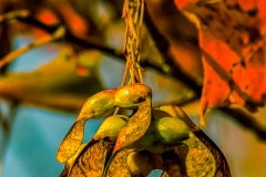 Pods of Autumn - Old Mill Creek, IL.